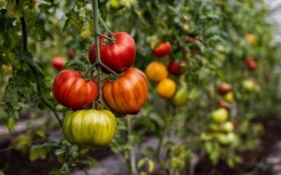 How to Ripen Greenhouse Tomatoes (Without Guesswork)