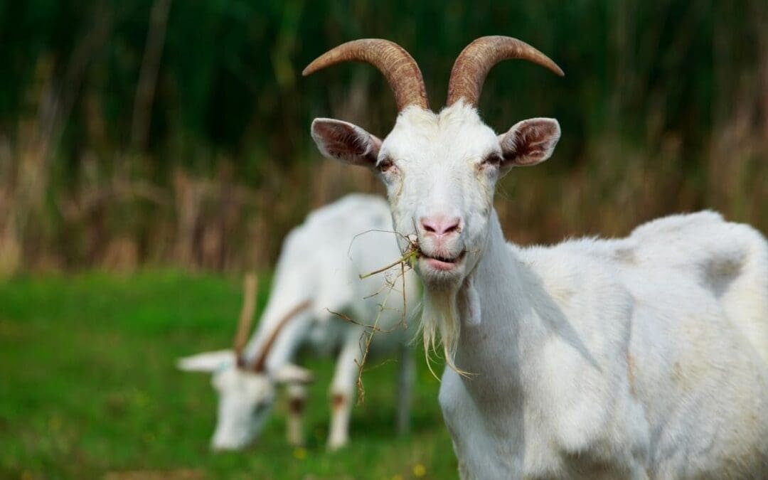 What Do Goats Eat?