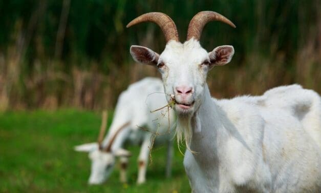 What Do Goats Eat?