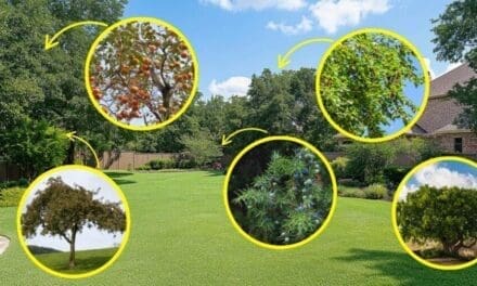 12 Trees Every Homesteader Should Plant In Their Backyard