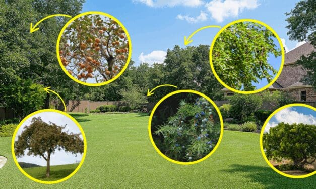 12 Trees Every Homesteader Should Plant In Their Backyard