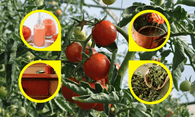 19 Ingenious Ways You Can Repurpose Tomatoes