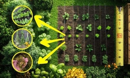 How To Grow Food for a Year in Just 4 Square Feet