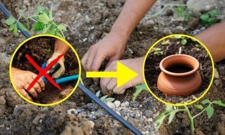 The Native American Way To Self-Water Your Backyard