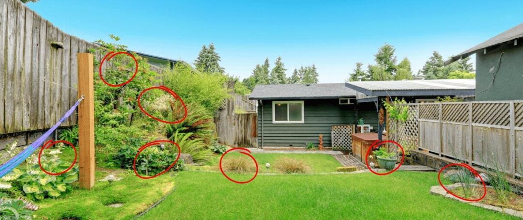 The Weeds in Your Backyard You Should Start Eating Today