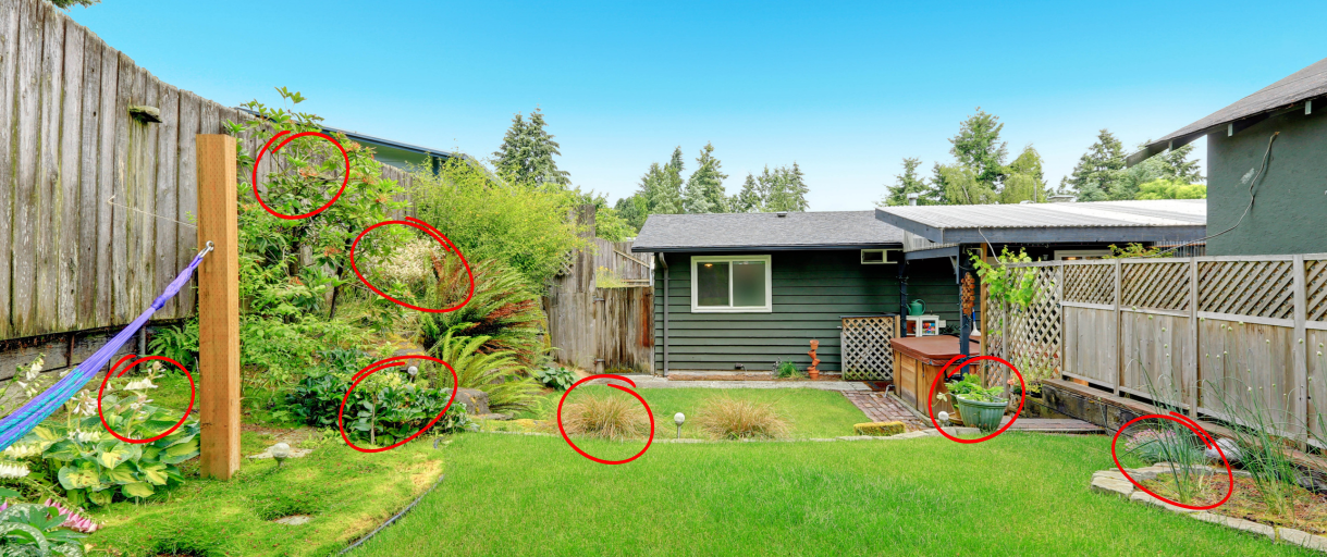 The Weeds in Your Backyard You Should Start Eating Today