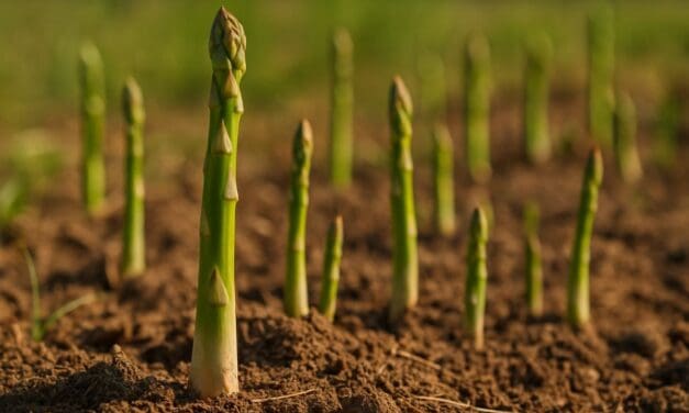 Asparagus – Where to Plant: Complete Location Guide for Growing Success