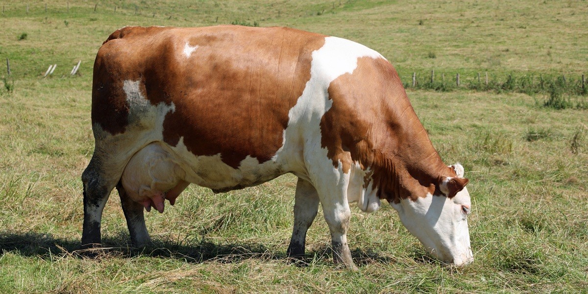 How Long Are Cows Pregnant? A Complete Guide for Farmers and Animal Owners