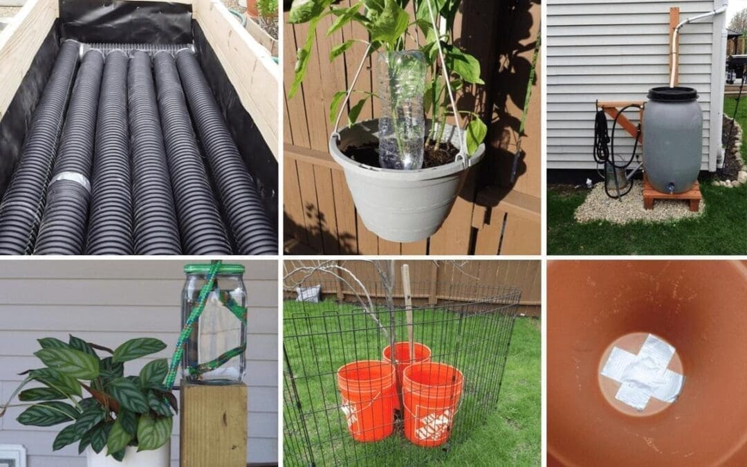 How to Water Your Plants When You’re Away