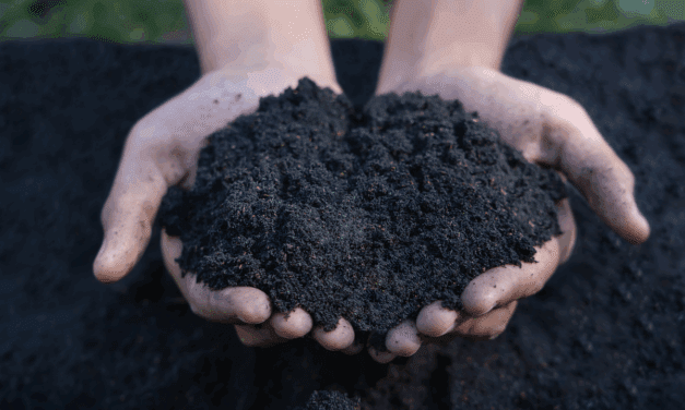 The Black Soil That Doubles Your Harvest
