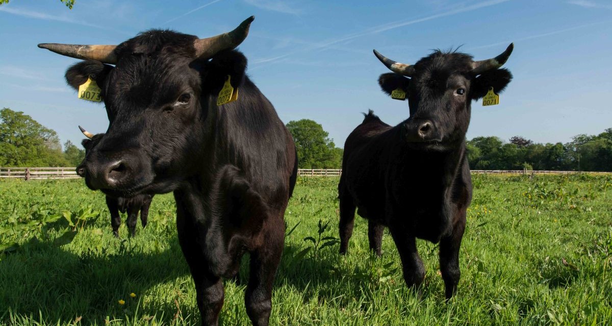 Dexter Cows: The Small Cattle With a Big Role in Self-Sufficiency
