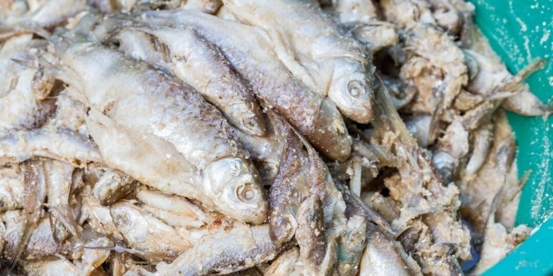 Fermented Fish: A Self-Sufficient Food Tradition Worth Reviving