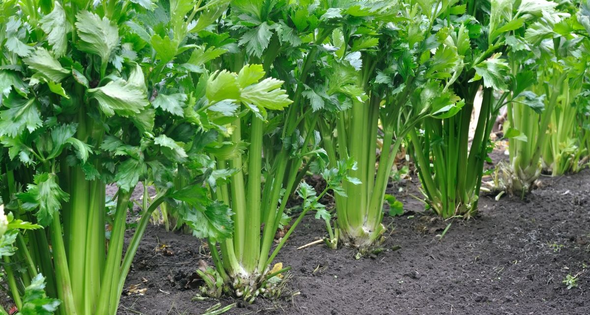 How to Plant Celery: A Step-by-Step Guide for Self-Sufficient Gardeners