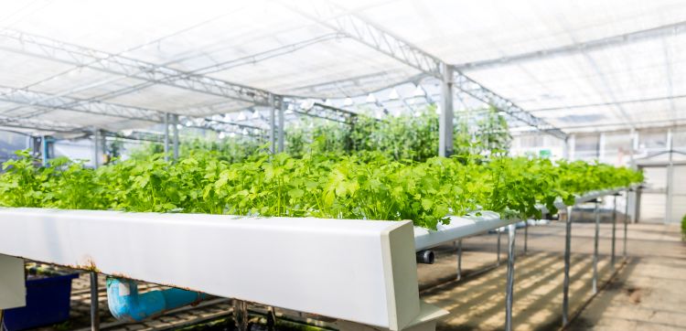 watering celery