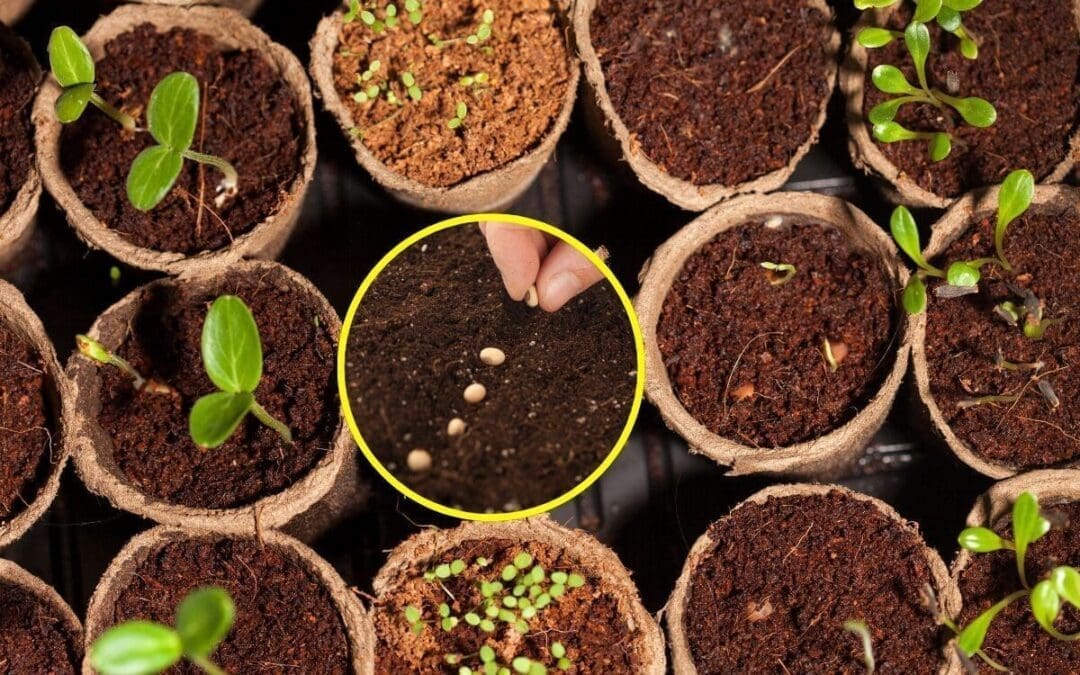 How I Saved $400 a Year by Harvesting My Garden Seeds