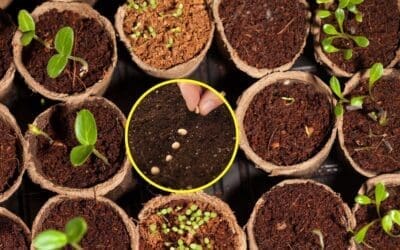 How I Saved $400 a Year by Harvesting My Garden Seeds