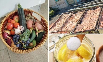 Best Ways To Preserve Your Fall Harvest