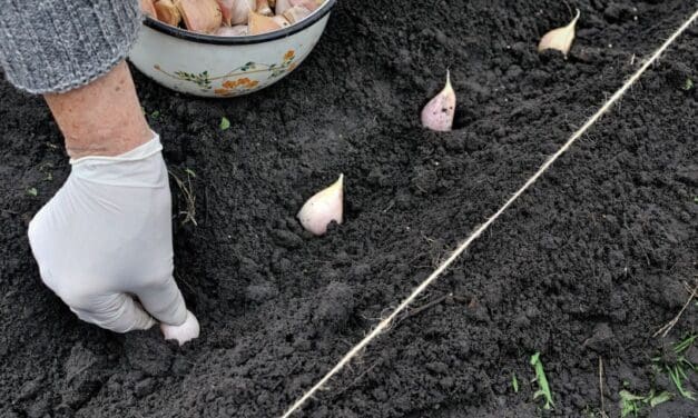 Planting Garlic Right