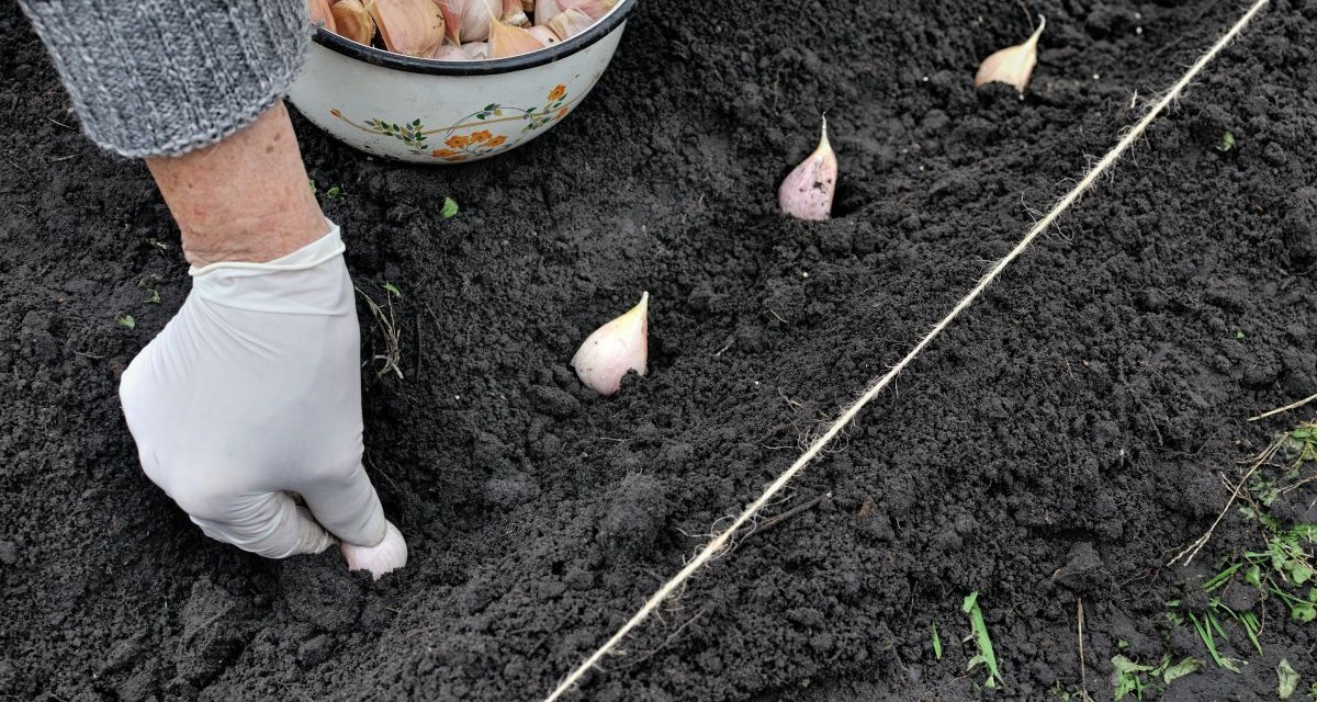 Planting Garlic Right