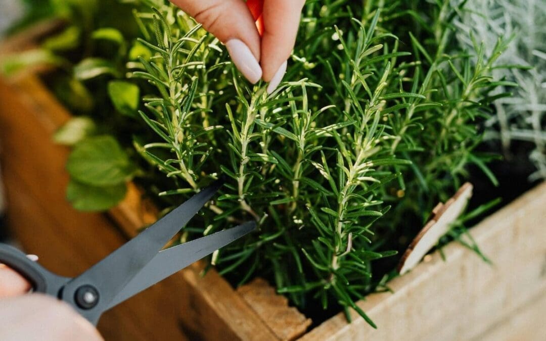 The Brain Boosting Herb You Can Grow in a Mason Jar (No Garden Needed)