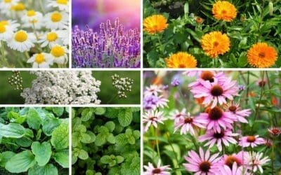 7 Medicinal Seeds You Need to Start Stockpiling