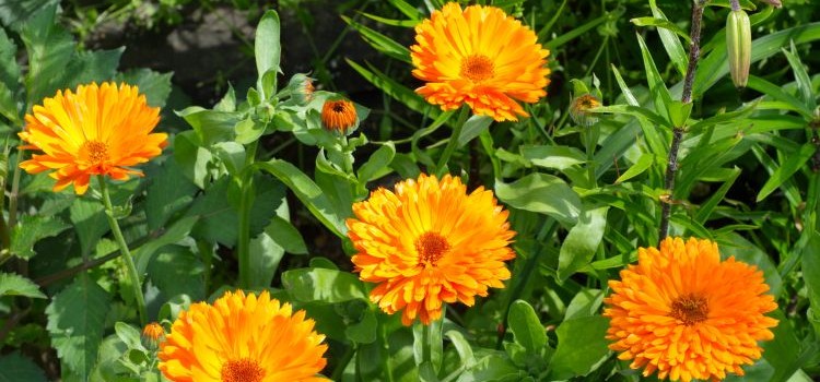 Calendula