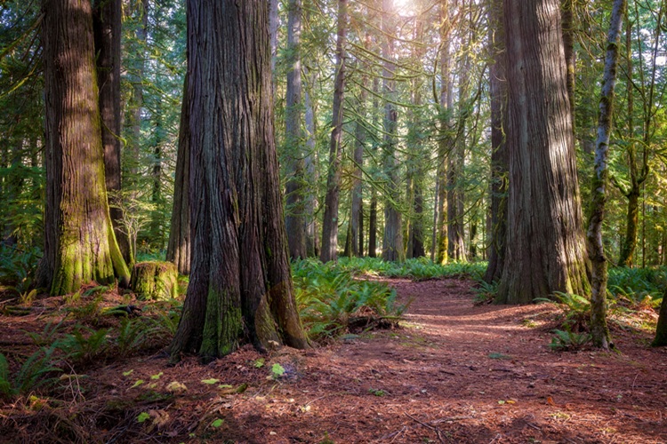 cedar trees and ferns
