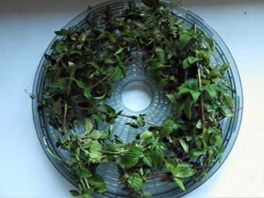 herbs in food dehydrator