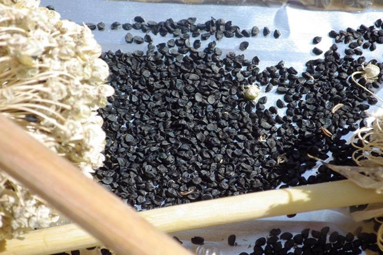 Onion Seeds