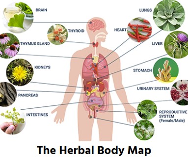 banner herbal body map