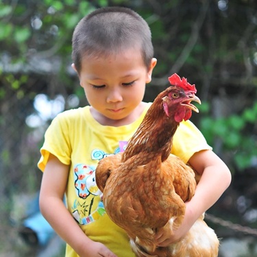 boy holding a chicken