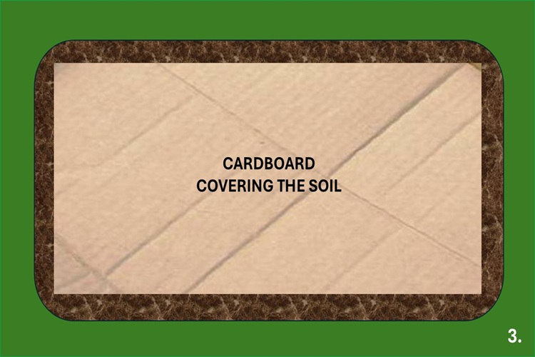 cardboard covering the soil