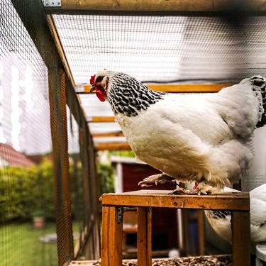 chicken in a chicken coup