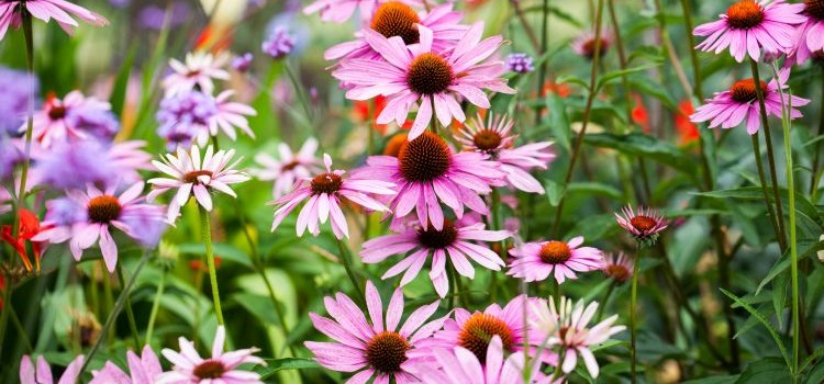 echinacea