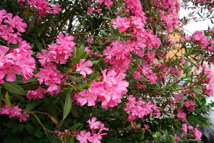 Beautiful pink flowers on street. Closeup view of bright pink cluster of flowers of nerium oleander shrub isolated outdoors in garden on natural background.