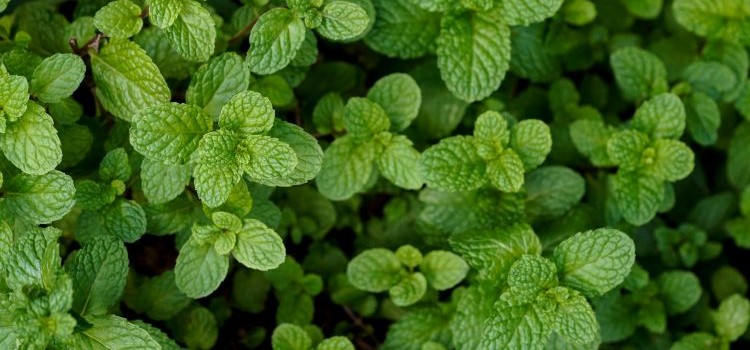 peppermint