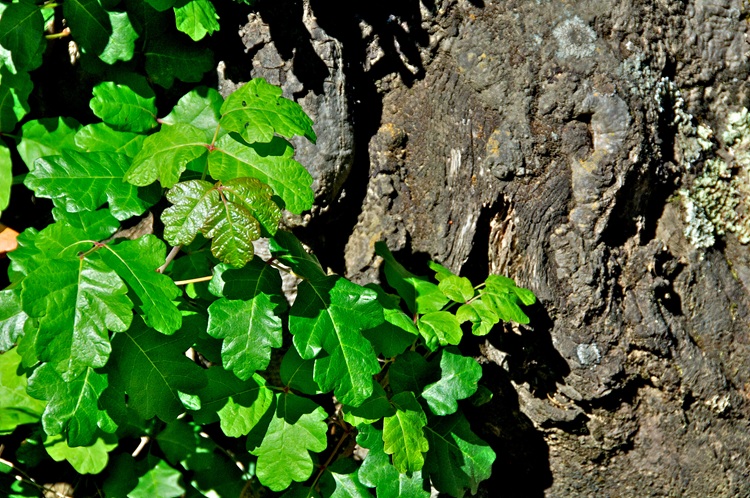 Poison Oak