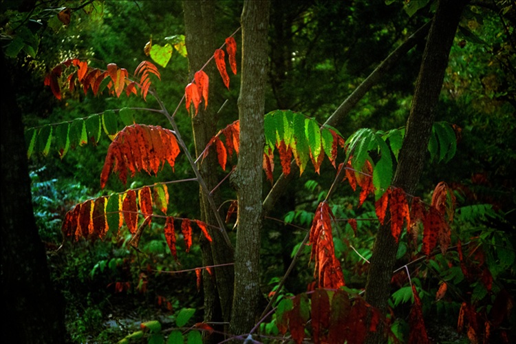 poison sumac