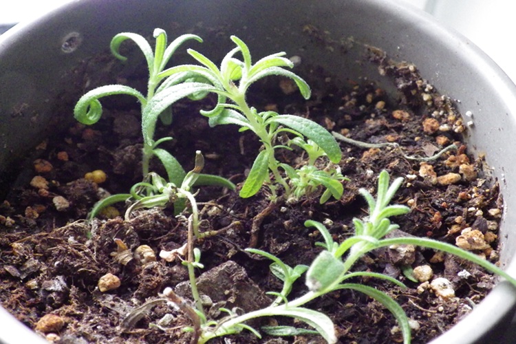 rosemary sprouting