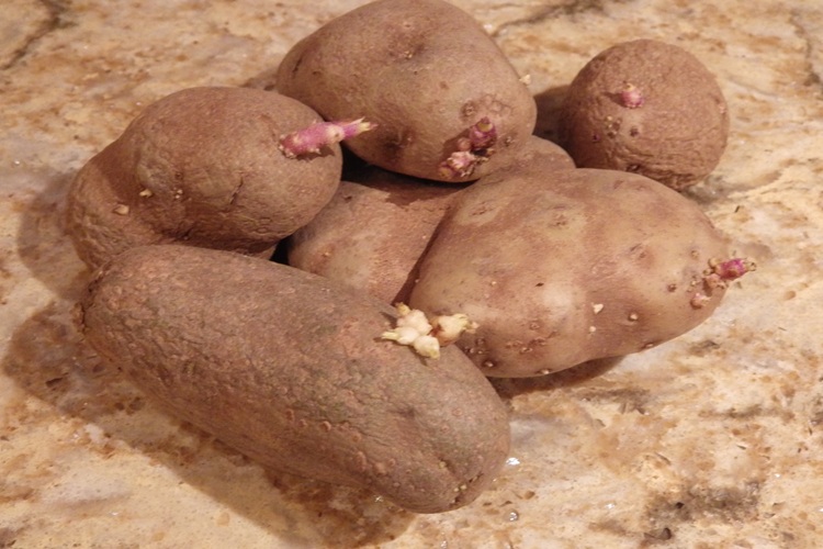 seed potatoes