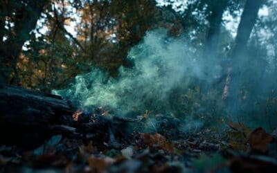 The Hidden Dangers of *Toxic* Woods