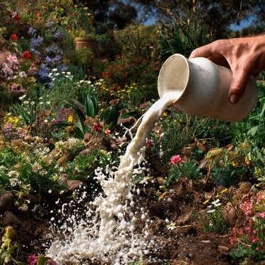 use spoiled milk as a fertilizer