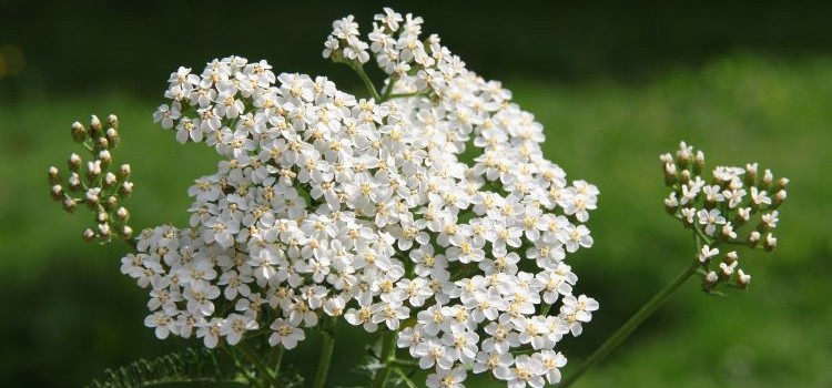 yarrow
