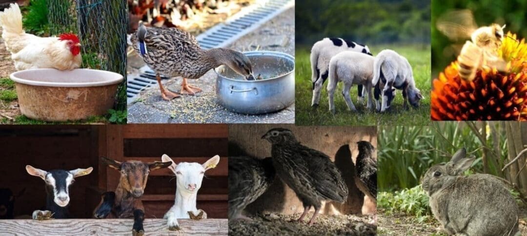 7 Low-Maintenance Animals That Thrive on Small Homesteads (Best Choices for Limited Space)