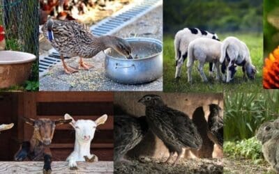7 Low-Maintenance Animals That Thrive on Small Homesteads (Best Choices for Limited Space)