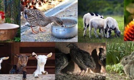 7 Low-Maintenance Animals That Thrive on Small Homesteads (Best Choices for Limited Space)