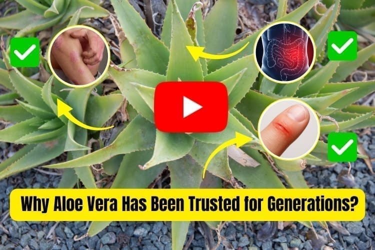 why people trust aloe vera