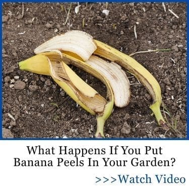 TLRA what happens if you put banana peels in your garden