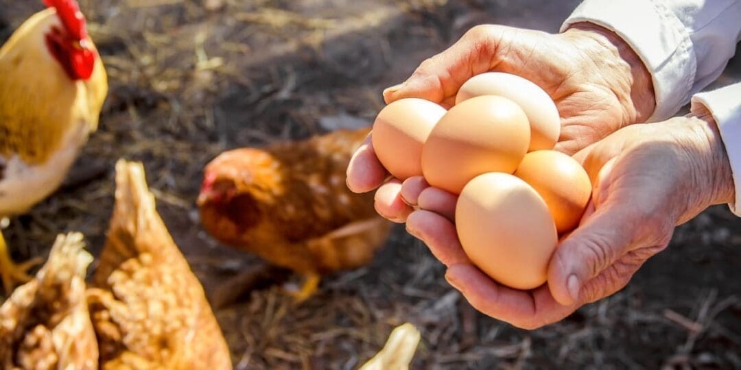 How to Raise Chickens for Reliable Egg Production