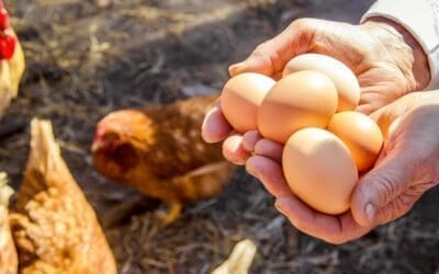 How to Raise Chickens for Reliable Egg Production